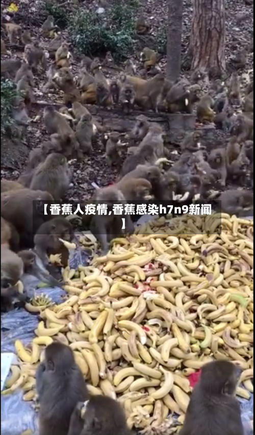 【香蕉人疫情,香蕉感染h7n9新闻】-第3张图片