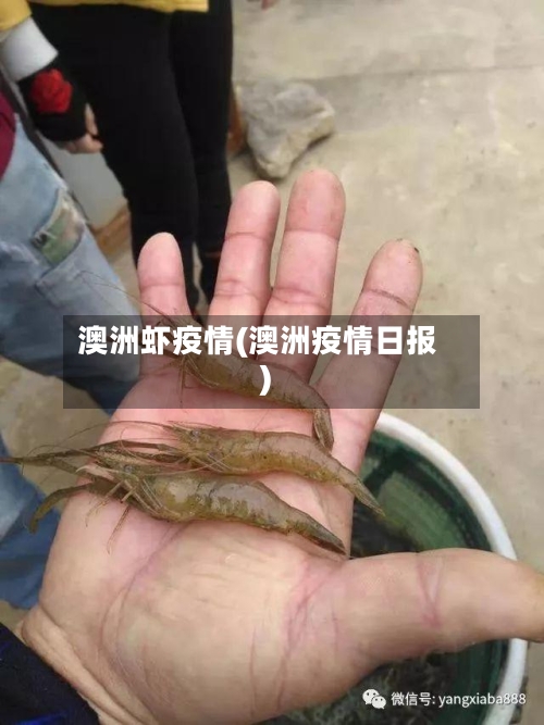 澳洲虾疫情(澳洲疫情日报)-第3张图片