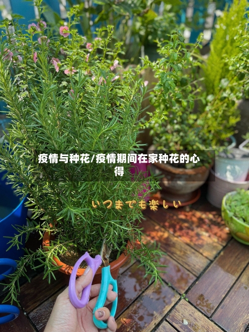 疫情与种花/疫情期间在家种花的心得-第3张图片